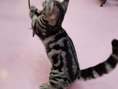 -爪爪喵星球·猫舍(前海卓越店)