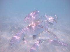 -东姑阿都拉曼海洋公园
