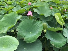 -荷塘月色湿地公园·向阳花洲