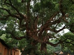 -杨家堂村