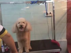 -瑞派动物医院·绝育·犬猫全科·预防医学(光景江南中店)