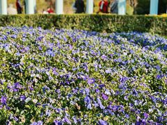 -新虹桥中心花园