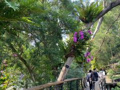 -深圳仙湖植物园