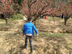 -南国桃园旅游度假区