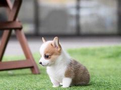 -翊宠yipet猫狗购宠庄园犬舍•猫舍