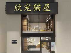 -欣宠猫屋·矮脚拿破仑·蓝金金渐层