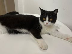 -有喵·猫咖·狗咖·30几只猫10只小狗(岗厦店)