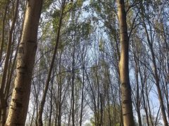 -东郊湿地公园