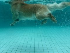 -帕帕拉兹宠物(亚洲旗舰店)