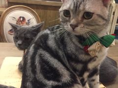 -共舞时光猫咖·狗咖(新街口店)