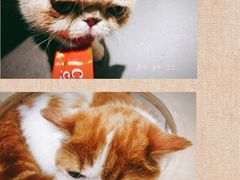 -飞行喵MR PILOT|猫舍·猫咖(静安大融城店)