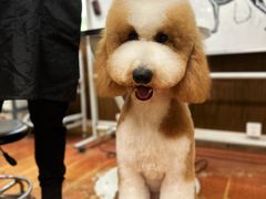 -鑫艺宠物美容培训学校