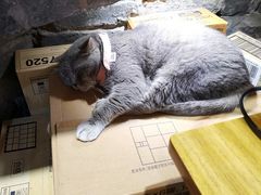 -猫色咖啡·猫咖