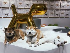 -柴务处·柴犬主题狗咖