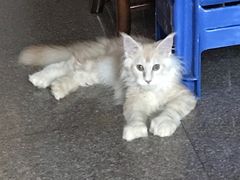 -小猫来了·猫舍(红山六九七九店)