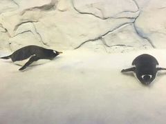 -芜湖新华联大白鲸海洋公园