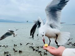 -深圳湾公园(南山区)
