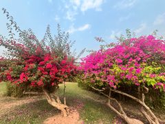 -中国科学院西双版纳热带植物园