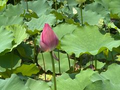 -金典银峰老鹅馆·昆山菜(亭林公园店)
