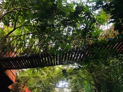 -呀路古热带植物园