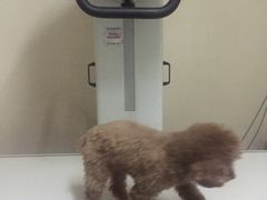 -爱侣宠医·鹦鹉专科·小型哺乳类·异宠专科(灵石路店)