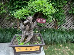 -上海醉白池公园