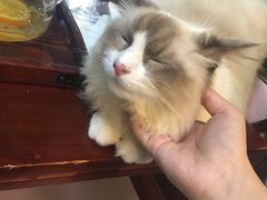 -李小姐の猫咖啡馆(五角场店)