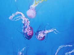 -大连老虎滩海洋公园