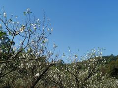 -南国桃园旅游度假区