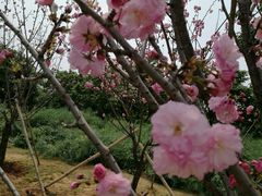 -天适樱花悠乐园