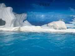 -海合安天津极地海洋公园