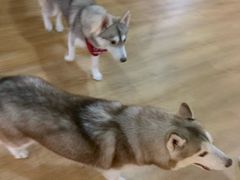 -Husky Go! 哈士奇体验馆·宠物咖啡厅狗咖