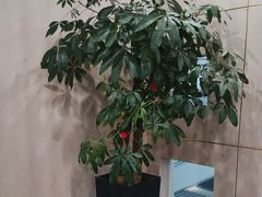 -东荟轩