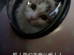 -Pets First伊珊娜洗护·精致美容·家庭式寄养(新会路店)