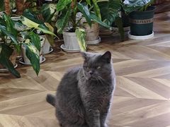 -Rabbit Cafe私房西餐甜点咖啡(栖霞路店)