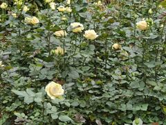 -人民公园(罗湖区)