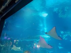 -烟台海昌鲸鲨海洋公园