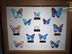 -上海昆虫博物馆