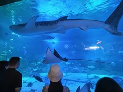-烟台海昌鲸鲨海洋公园