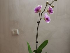 -桂林市花鸟市场