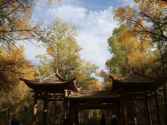 -金塔沙漠胡杨林景区