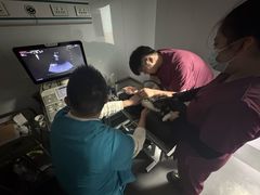 -宠颐生斯嘉宠物医院·急重症·心内科(谷阳北路分院)