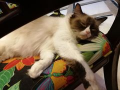-猫色咖啡·猫咖