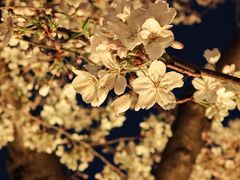 -西北湖绿化广场