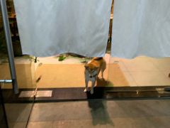 -柴务处·柴犬主题狗咖