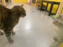 -废柴猫桌游概念馆(王府井喜悦购物中心店)
