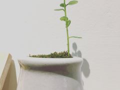 -扫雪煮茶(西村店)