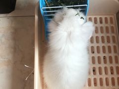 -中环花鸟鱼虫市场