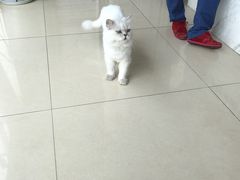 -菲尔斯特宠物医院