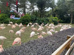 -广州长隆飞鸟乐园